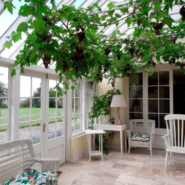 Delicious Grapes in the Conservatory